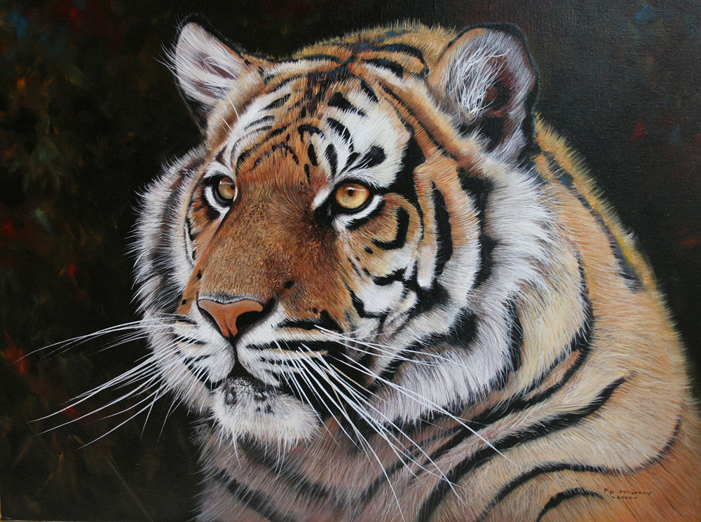 Pip McGarry, Original oil painting on canvas, Sumatran Tiger 24x18ins ...