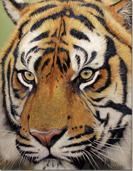 Pip McGarry, Original oil painting on canvas, Sumatran Tiger 18x14ins ...