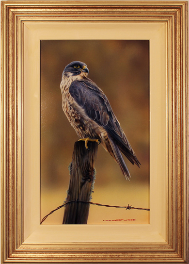 Wayne Westwood, Original oil painting on panel, Falcon, click to enlarge