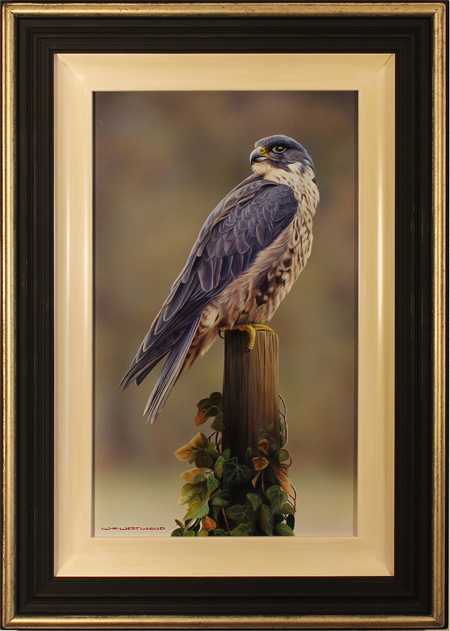 Wayne Westwood, Original oil painting on panel, Peregrine Falcon, click to enlarge