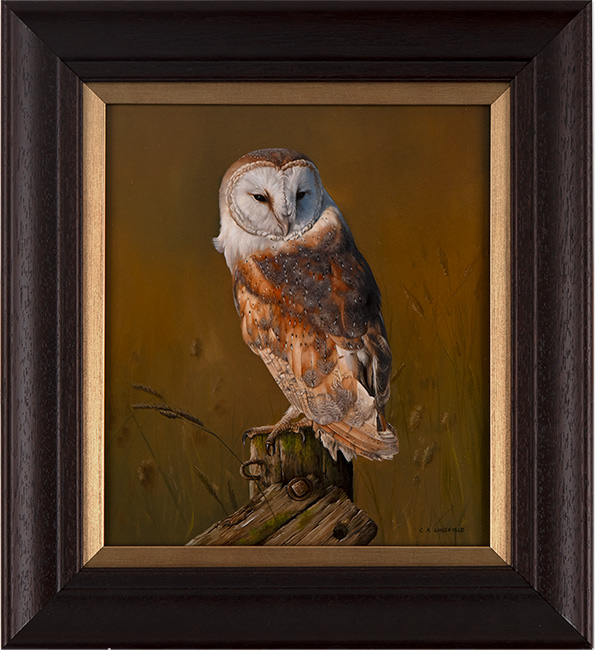 Carl Whitfield, Original oil painting on panel, Barn Owl