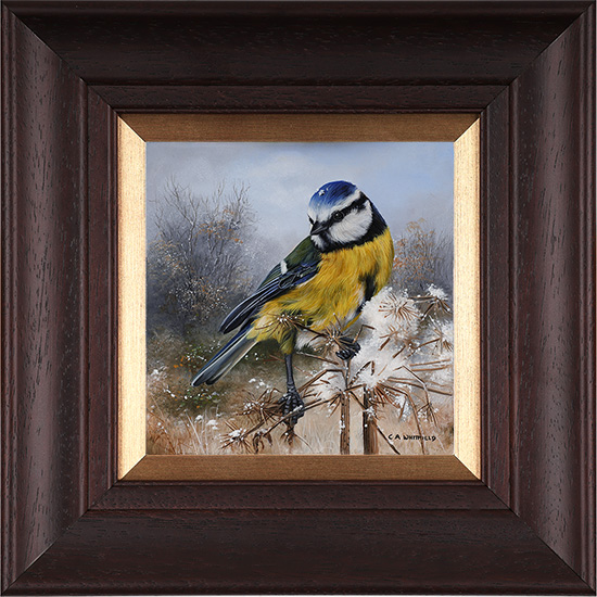 Carl Whitfield, Original oil painting on panel, Blue Tit