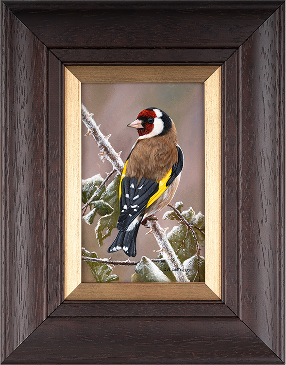 Carl Whitfield, Original oil painting on panel, Goldfinch