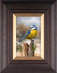 Carl Whitfield, Original oil painting on panel, Blue Tit