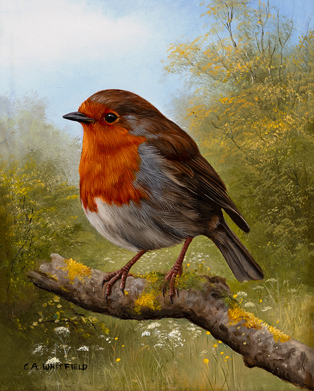 Carl Whitfield, Original oil painting on panel, Robin