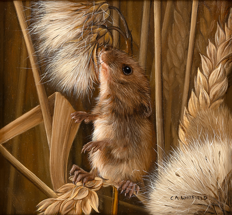 Carl Whitfield, Original oil painting on panel, Harvest Mouse