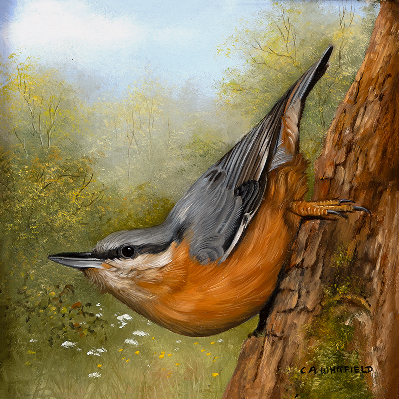 Carl Whitfield, Original oil painting on panel, Nuthatch
