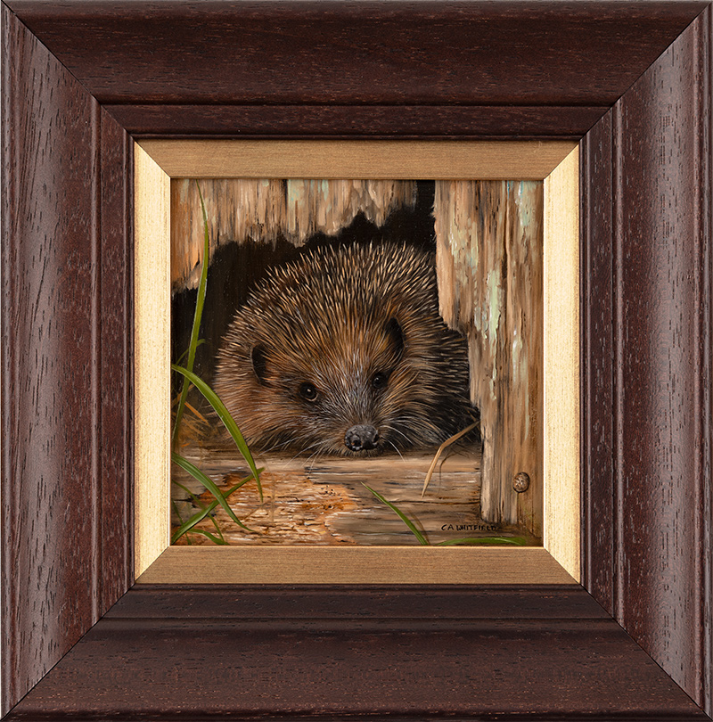 Carl Whitfield, Original oil painting on panel, Hedgehog