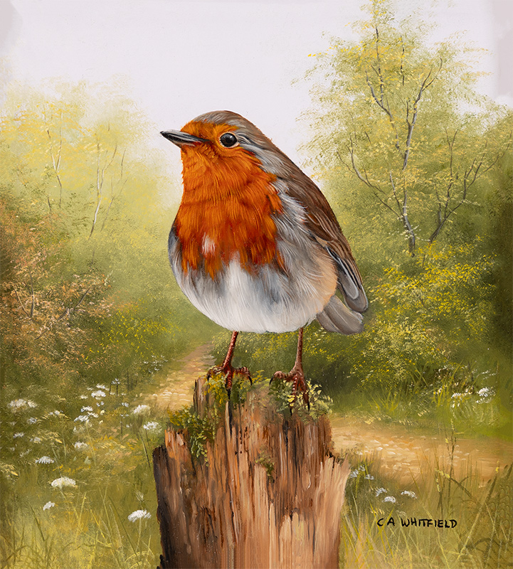 Carl Whitfield, Original oil painting on panel, Robin