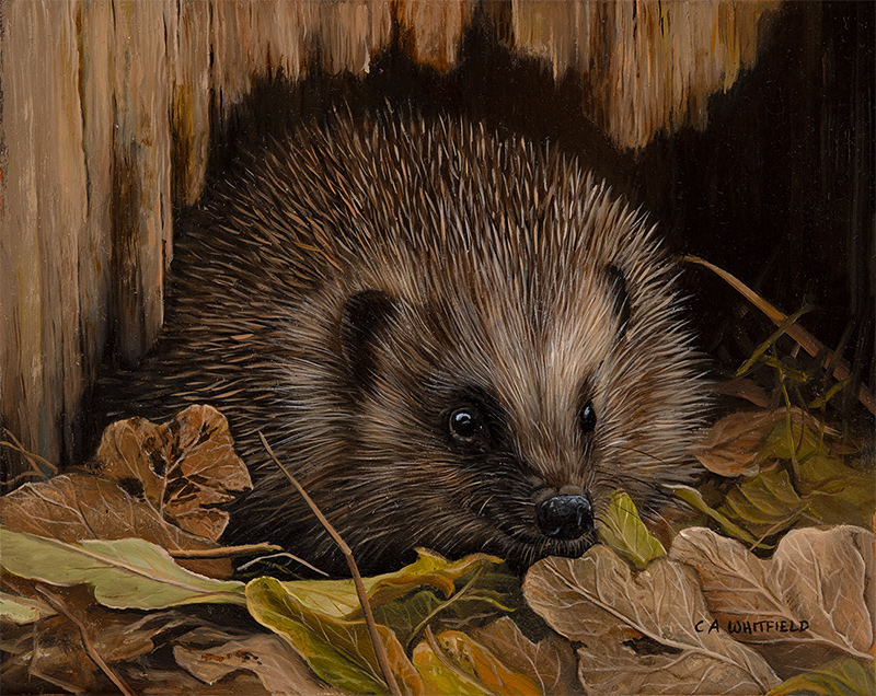Carl Whitfield, Original oil painting on panel, Hedgehog