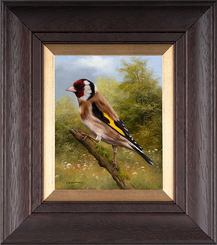Carl Whitfield, Original oil painting on panel, Goldfinch