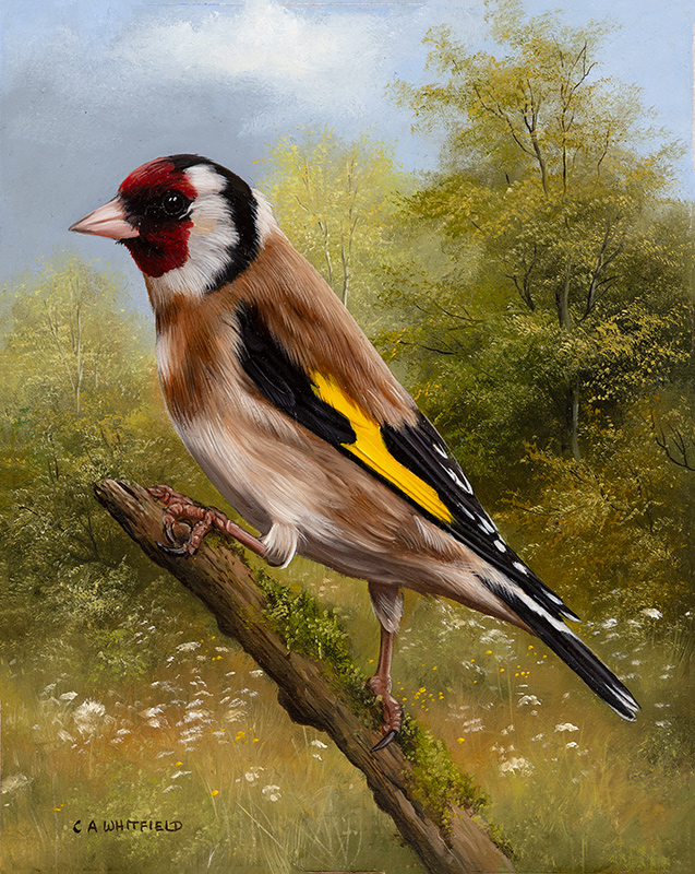 Carl Whitfield, Original oil painting on panel, Goldfinch