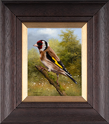 Carl Whitfield, Original oil painting on panel, Goldfinch