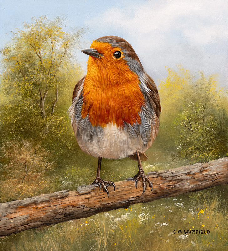 Carl Whitfield, Original oil painting on panel, Robin