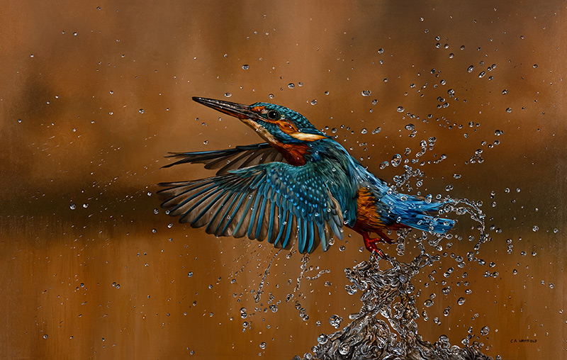 Carl Whitfield, Original oil painting on panel, Kingfisher