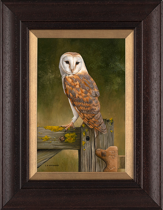 Carl Whitfield, Original oil painting on panel, Barn Owl