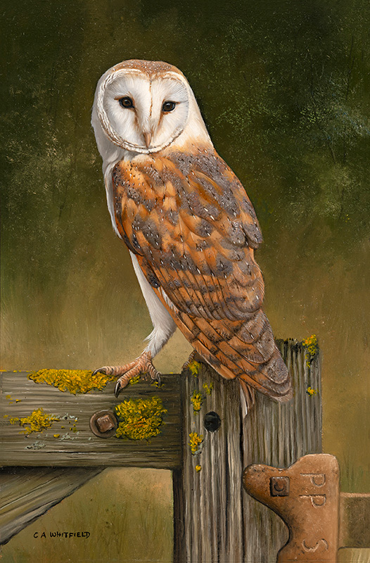 Carl Whitfield, Original oil painting on panel, Barn Owl