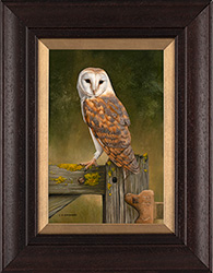 Barn Owl