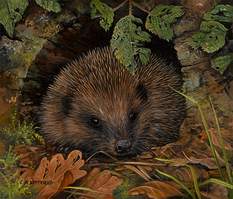 Carl Whitfield, Original oil painting on panel, Hedgehog