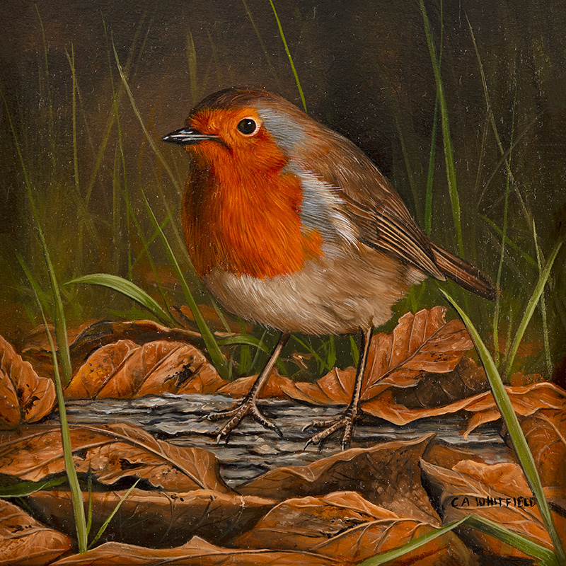 Carl Whitfield, Original oil painting on panel, Robin