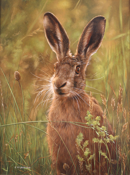 hare oil painting