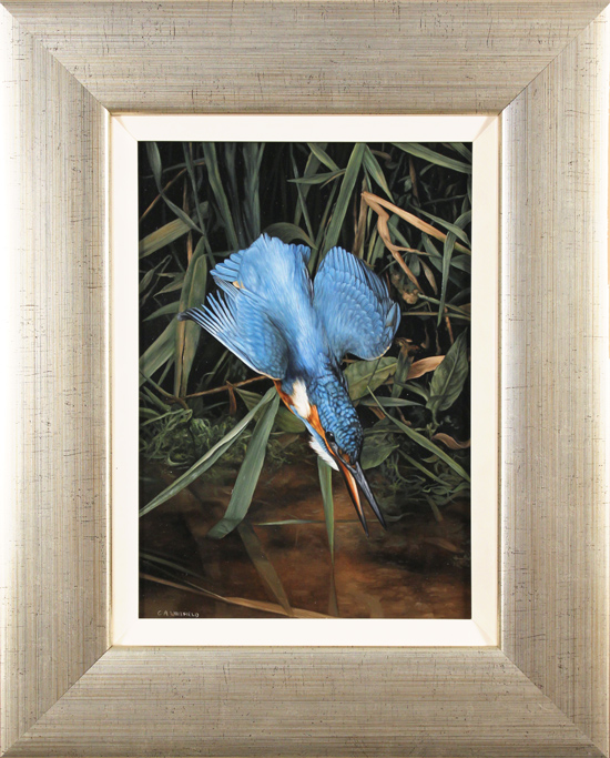 Carl Whitfield, Original oil painting on panel, Kingfisher in Flight, click to enlarge