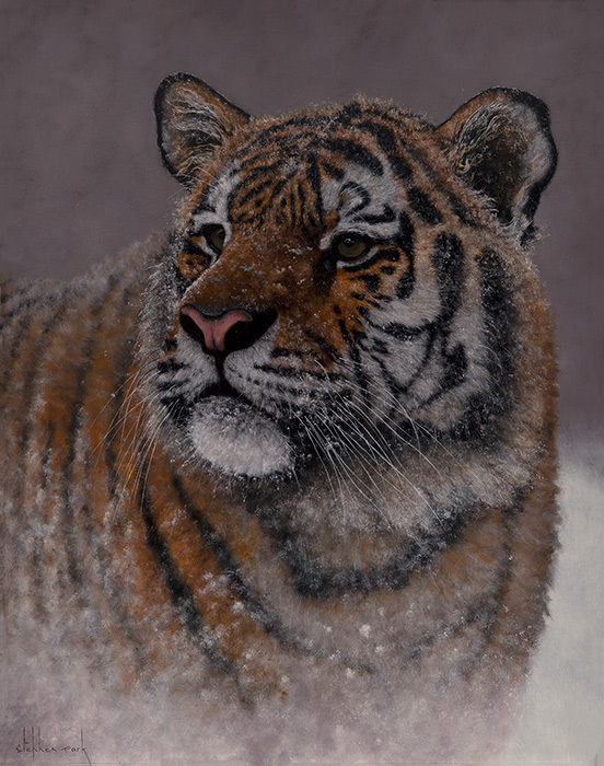 Stephen Park, Original oil painting on panel, Tiger