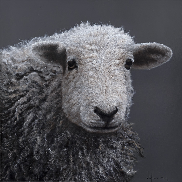 Stephen Park, Original oil painting on panel, Herdwick Ewe