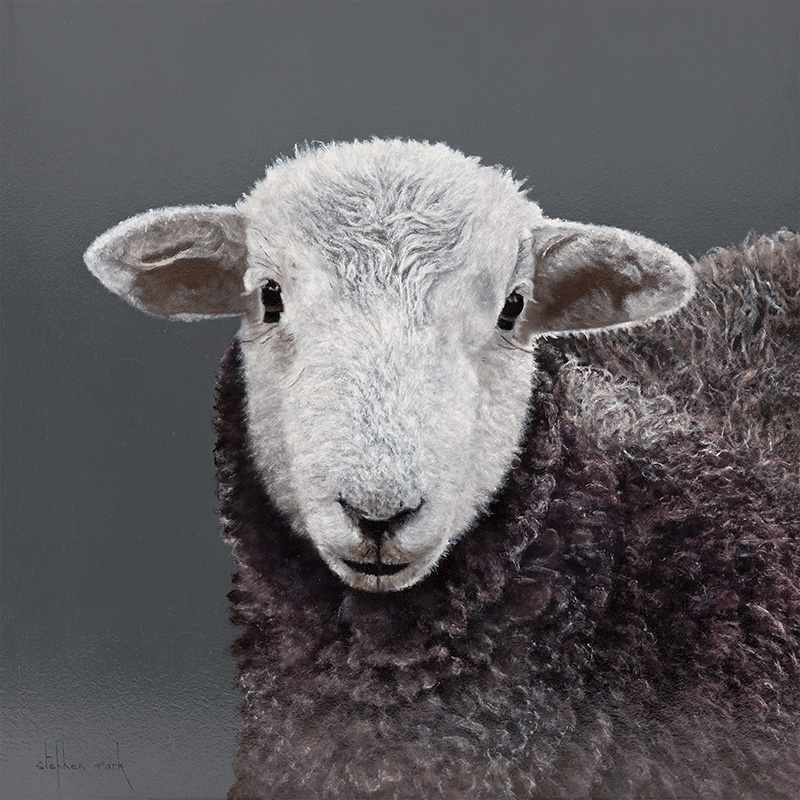Stephen Park, Original oil painting on panel, Swaledale Lamb