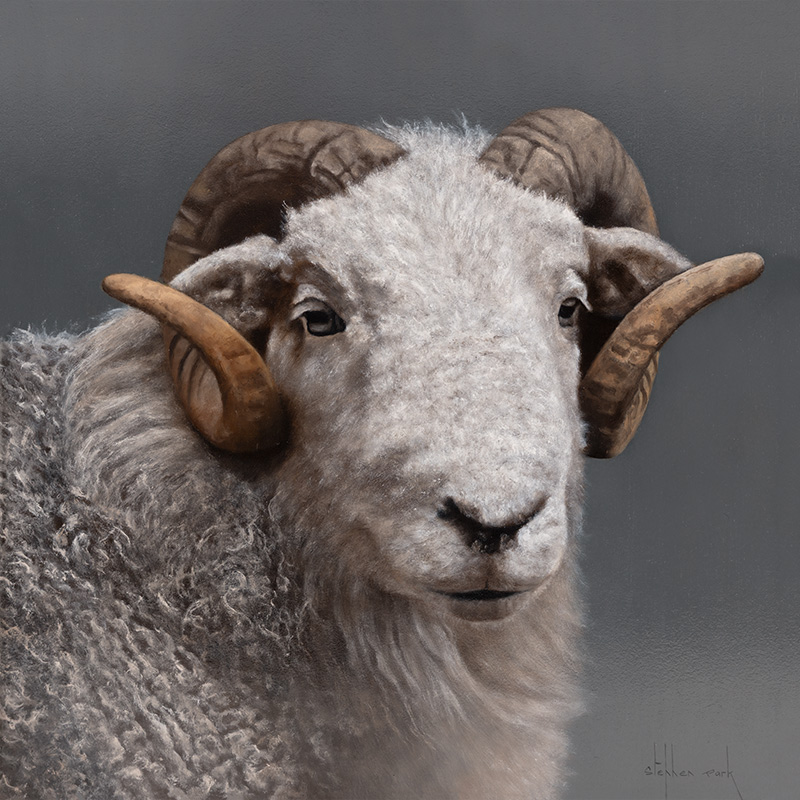Stephen Park, Original oil painting on panel, Swaledale Ram
