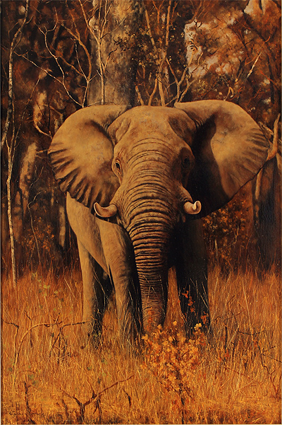 Stephen Park, Original oil painting on panel, Elephant 16x24ins, Art ...