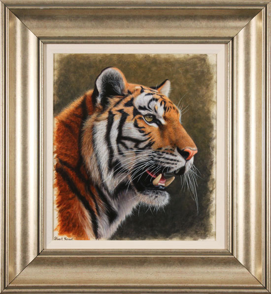 Stuart Herod, Original oil painting on panel, Tiger, click to enlarge