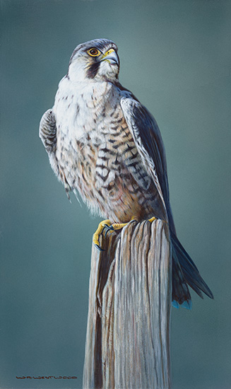 Wayne Westwood, Limited edition print, Peregrine Falcon