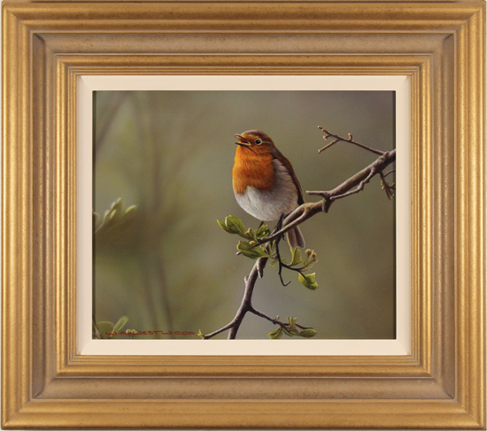 Wayne Westwood, Original oil painting on panel, Spring Robin, click to enlarge